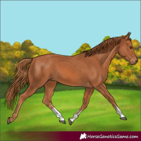 Horse Color:Chestnut Sabino