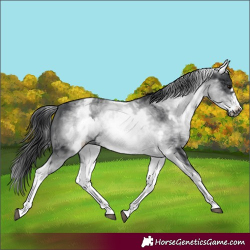 Horse Color:White Spotted Black Frame 
