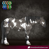 Horse Color:White Spotted Grullo Brindle