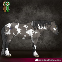 Horse Color:White Spotted Grullo Brindle 
