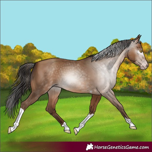 Horse Color:Gray Amber Champagne Tobiano 