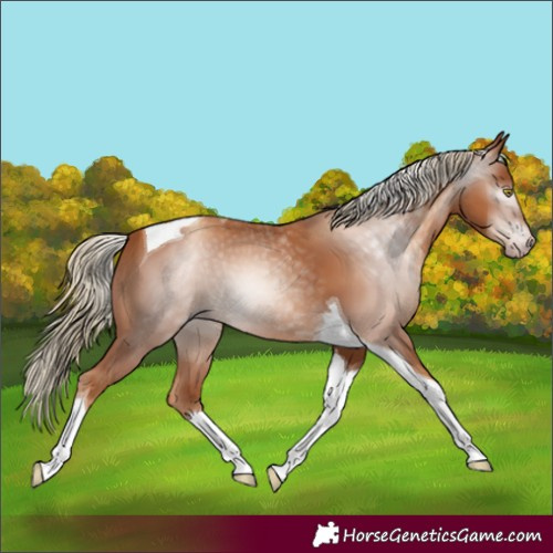 Horse Color:Gray Gold Champagne Tobiano 