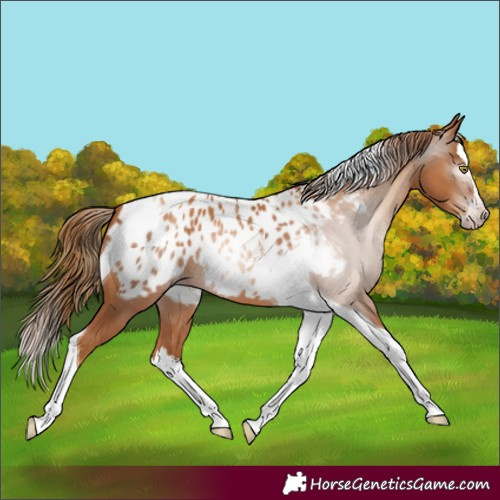 Horse Color:Gray Gold Champagne Splash Tobiano Appaloosa 
