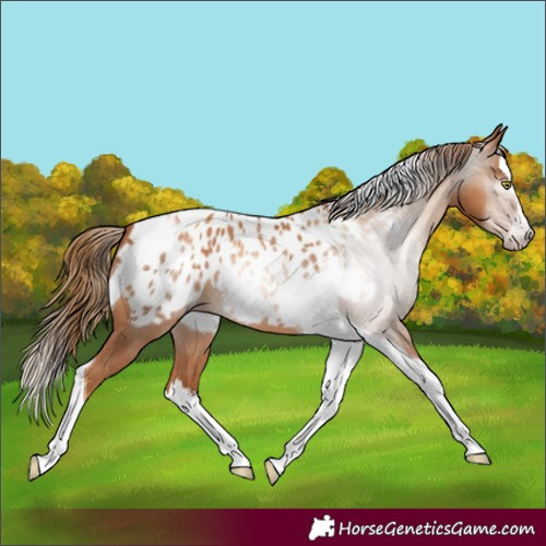 Horse Color:Gray Gold Champagne Splash Tobiano Appaloosa