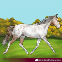 Horse Color:Gray Gold Champagne Splash Tobiano Appaloosa 