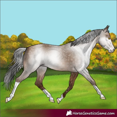Horse Color:Gray Amber Champagne Tobiano