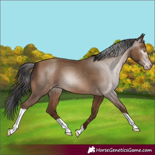 Horse Color:Gray Amber Champagne Tobiano 