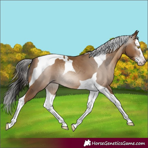 Horse Color:Gray Amber Champagne Splash Tobiano 