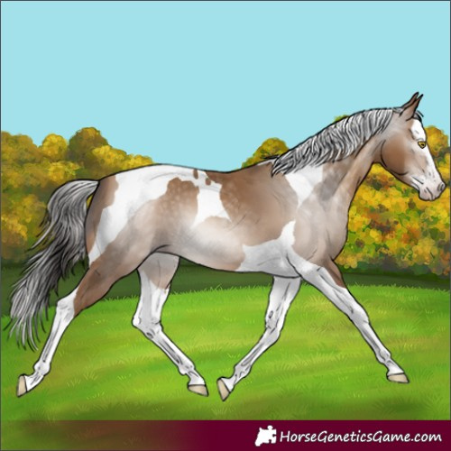Horse Color:Gray Amber Champagne Splash Tobiano 