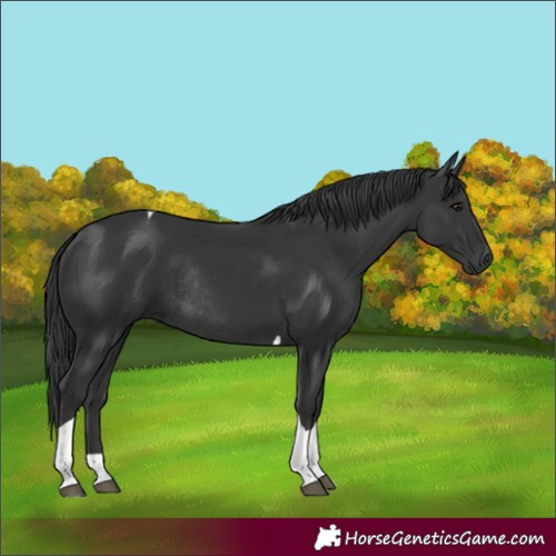 Horse Color:Black Tobiano Rabicano