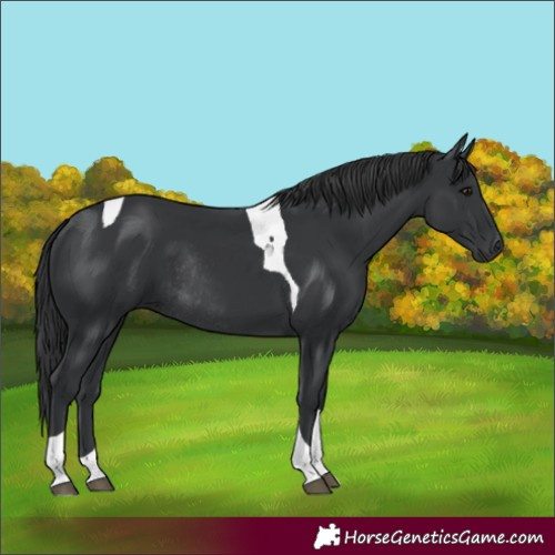 Horse Color:Black Tobiano Rabicano