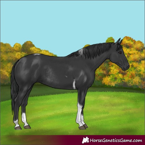 Horse Color:Black Tobiano Rabicano