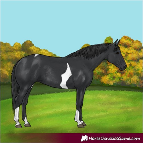 Horse Color:Black Tobiano Rabicano