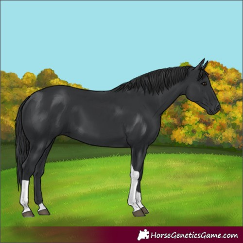 Horse Color:Black Tobiano Rabicano 