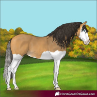 Horse Color:Buckskin Splash 