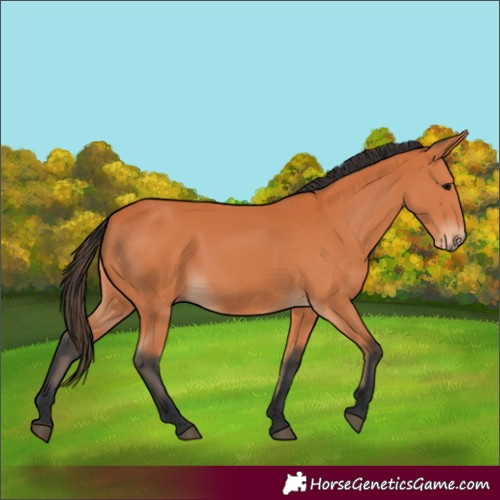 Horse Color:Unknown 