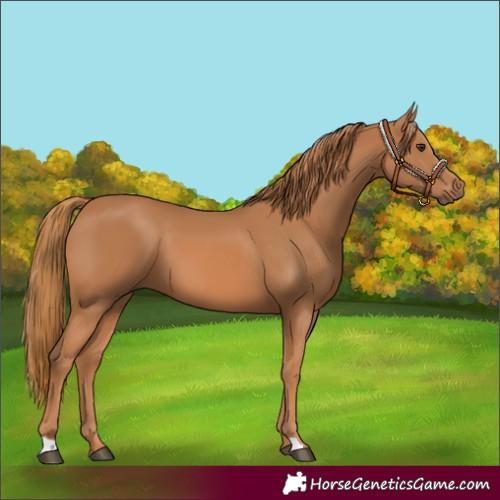 Horse Color:Chestnut 