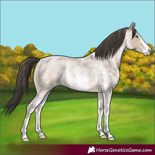 Horse Color:Amber Champagne Roan Sabino 