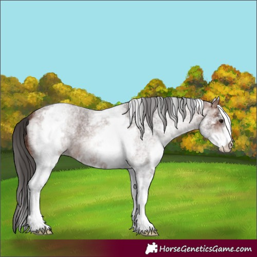 Horse Color:White Spotted Brown Roan 