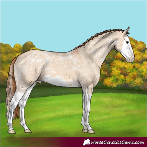 Horse Color:Red Dun Ice Splash Appaloosa 