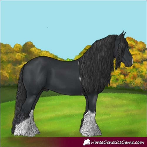 Horse Color:Black Tobiano 
