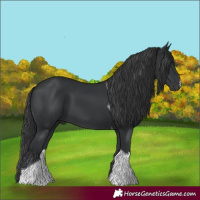 Horse Color:Black Tobiano 