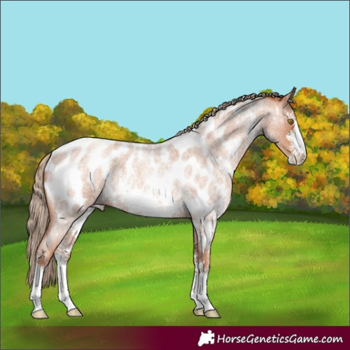 Horse Color:Gold Champagne Roan Sabino Appaloosa 