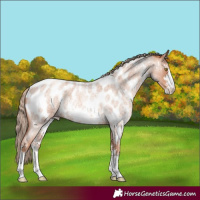 Horse Color:Gold Champagne Roan Sabino Appaloosa 