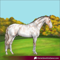 Horse Color:Gold Champagne Roan Sabino Appaloosa
