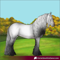 Horse Color:Gray White Spotted Bay