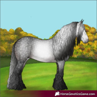 Horse Color:Gray White Spotted Bay 