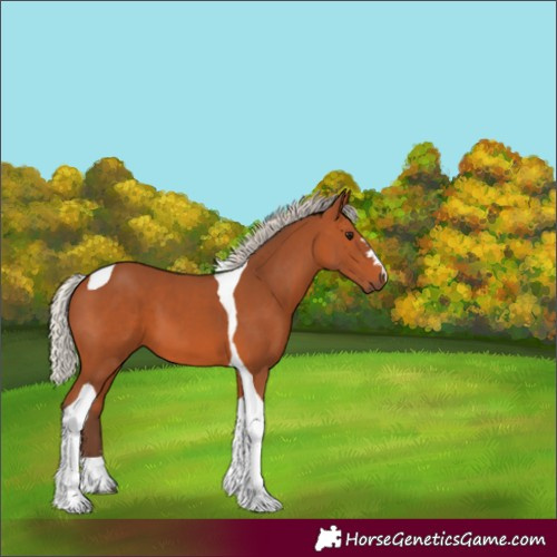 Horse Color:Silver Bay Tobiano 