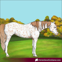 Horse Color:Red Roan Splash Appaloosa 