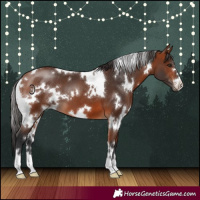 Horse Color:White Spotted Bay 
