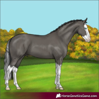 Horse Color:Grullo Splash