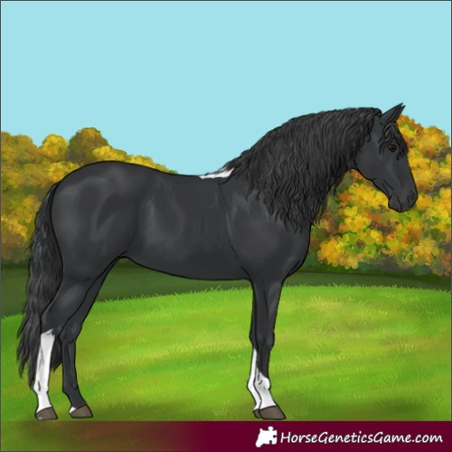 Horse Color:Black Tobiano 