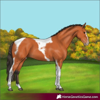 Horse Color:Bay Splash Tobiano Frame 