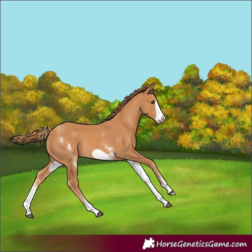 Horse Color:Unknown 