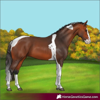 Horse Color:Bay Splash Tobiano 