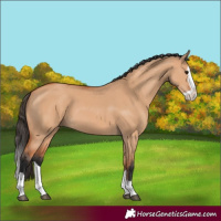 Horse Color:Bay Dun Splash 