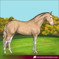 Horse Color:Red Dun Splash 