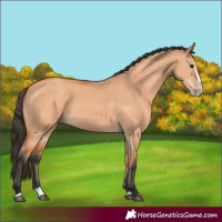 Horse Color:Bay Dun Splash