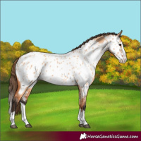 Horse Color:Bay Dun Splash Near Leopard 