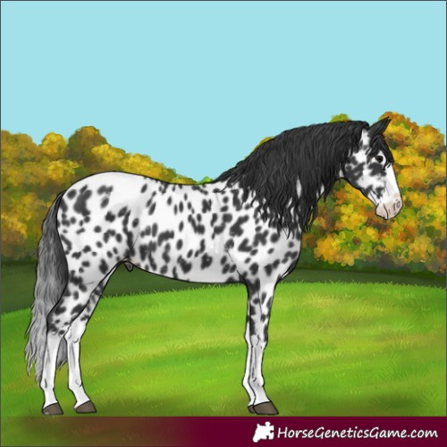 Horse Color:Black Splash Appaloosa 