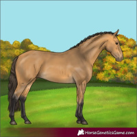 Horse Color:Buckskin 
