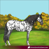 Horse Color:Black Near Leopard 