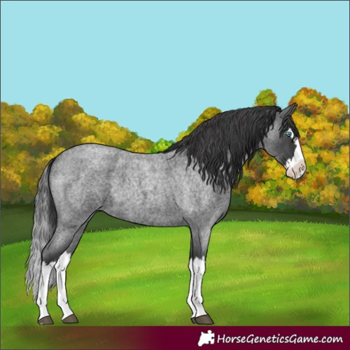 Horse Color:Blue Roan Splash 