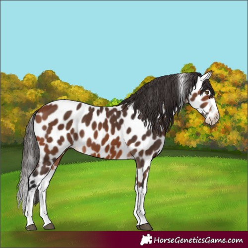 Horse Color:Bay Splash Appaloosa 