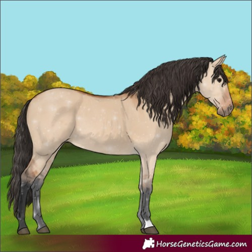Horse Color:Bay Dun 