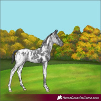 Horse Color:White Spotted Black Ice Appaloosa 